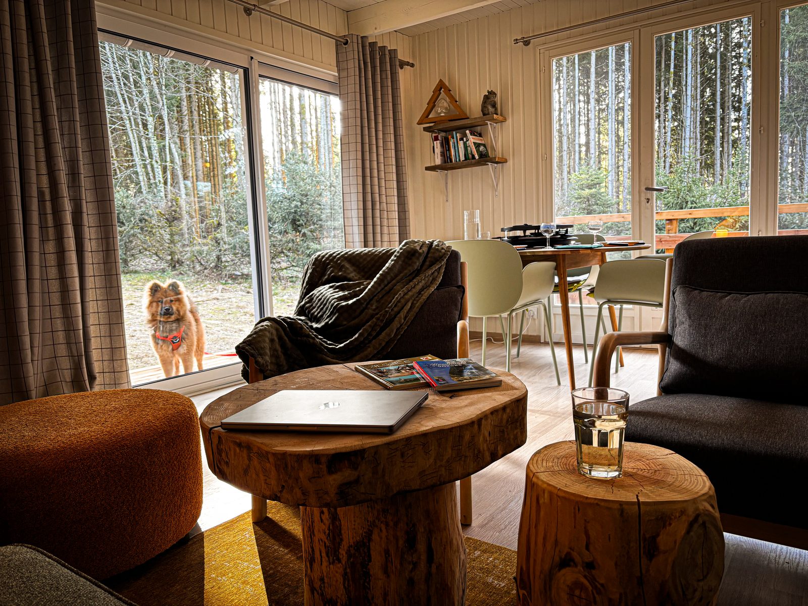 Aïko, der rote Eurasier vor dem Panoramafenster des Chalet Aïko, Vogesen