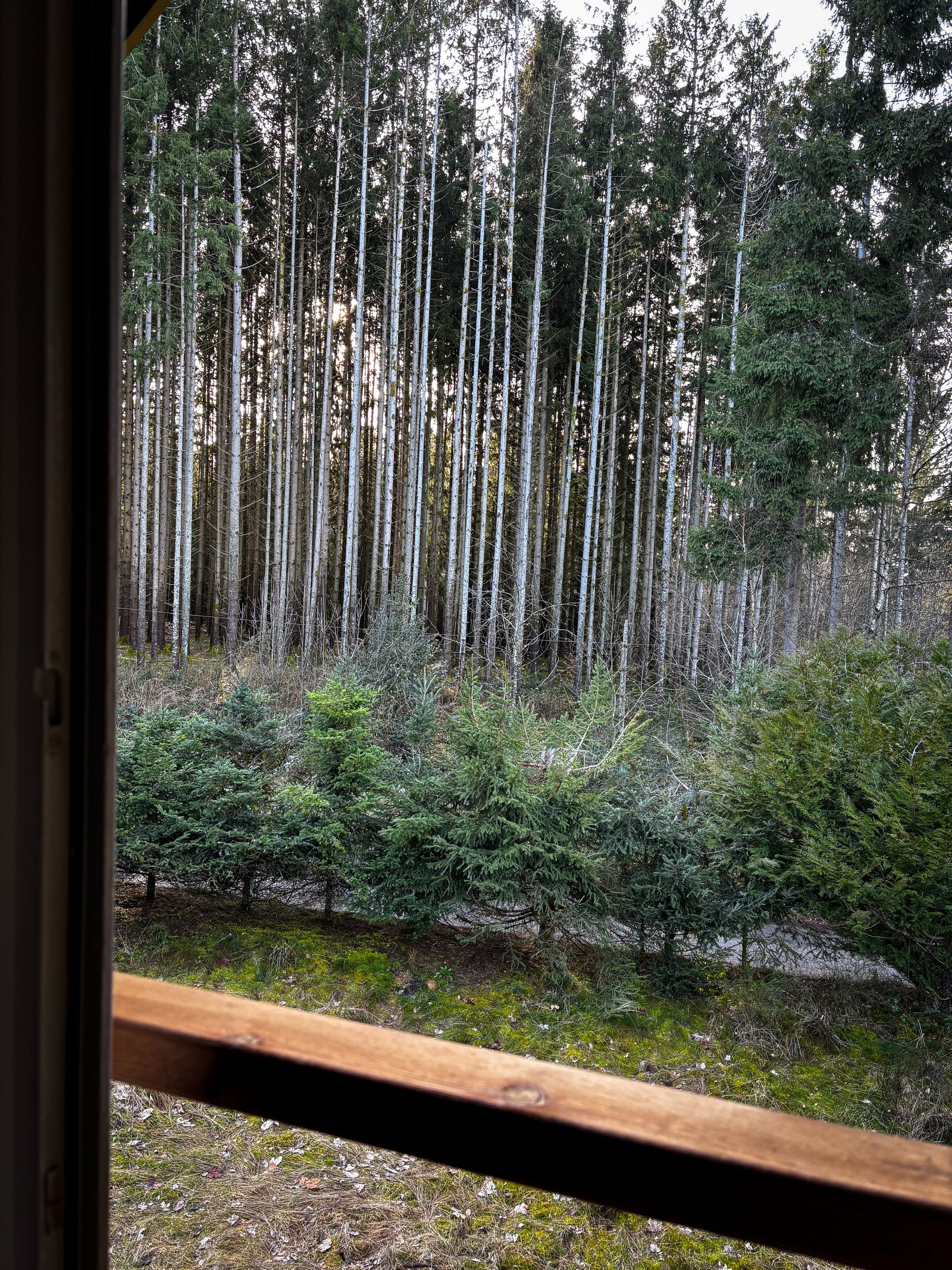 Waldblick vom Balkon im OG